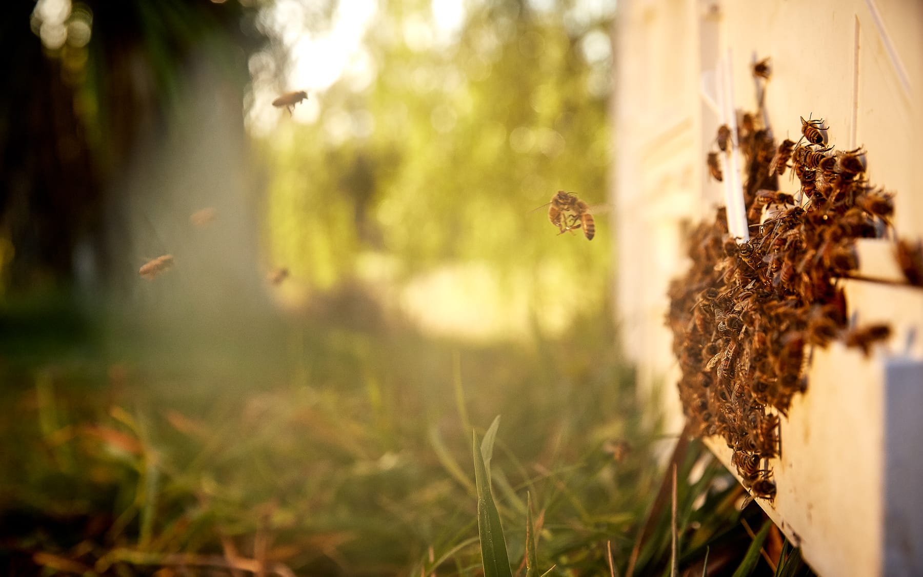 Close up shot of bees with blurred background