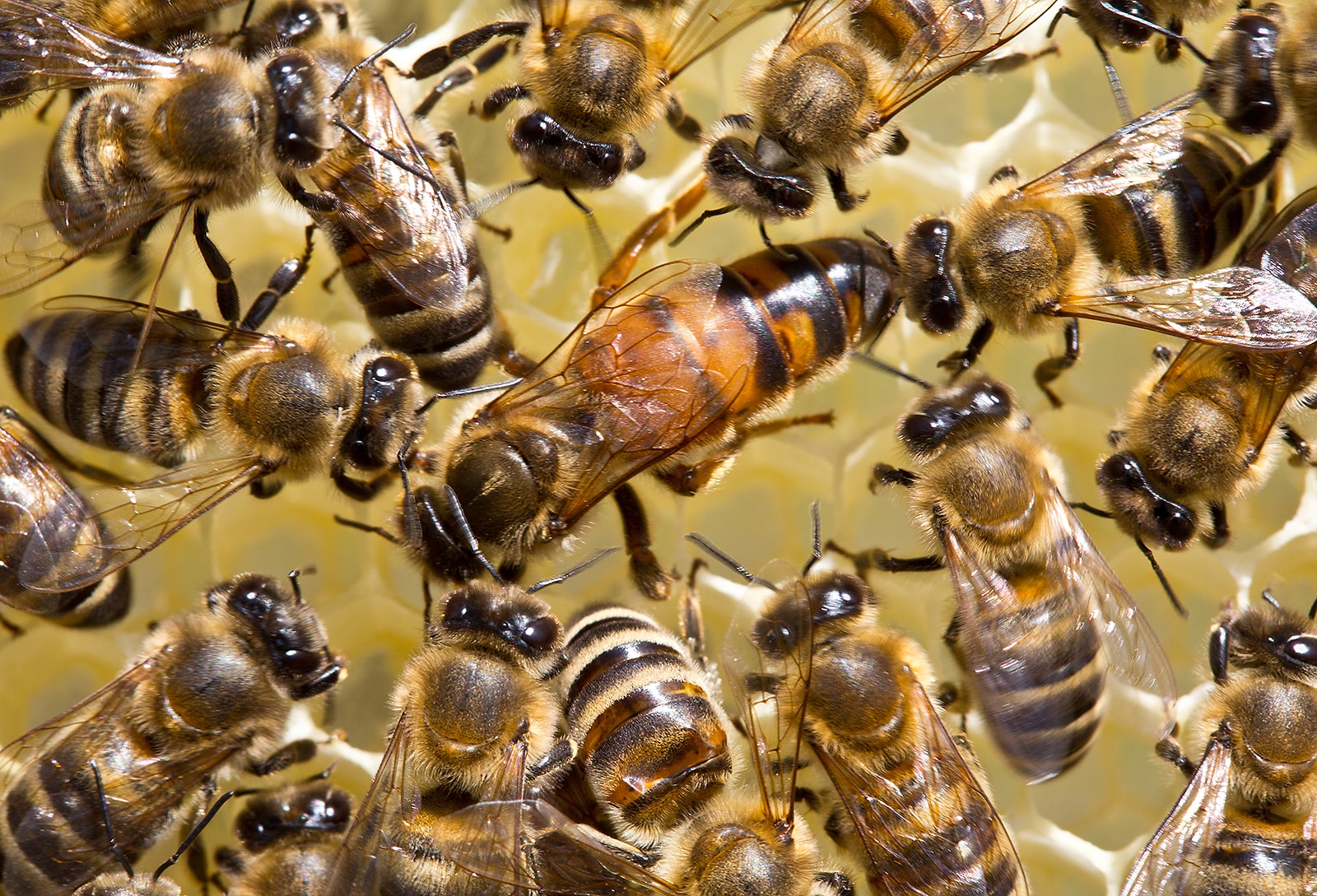 A queen, drone, and worker bee