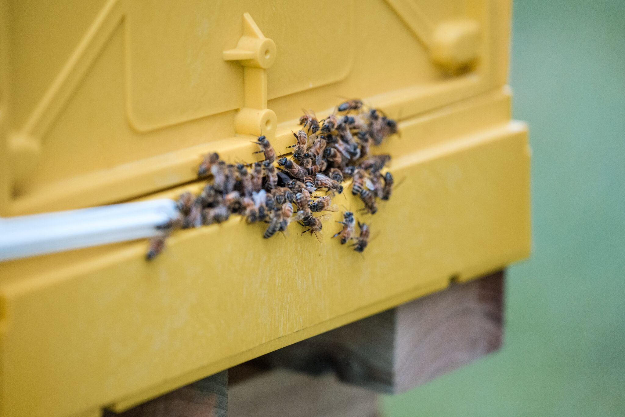bees at hive entrance